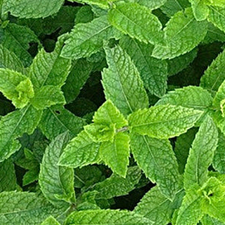 Shop Mint Peppermint Mentha piperita seeds online from the USA now! Perfect for growing in your garden, peppermint can be used for tea, cooking, and more.