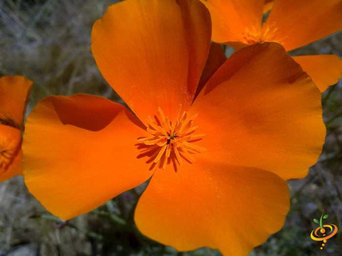 Wildflower Mix featuring vibrant California poppies and other colorful wildflowers for garden planting from SeedsNow.
