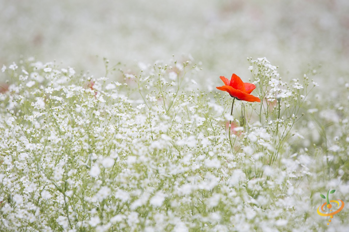 Wildflowers low grow scatter garden seed mix including baby’s breath, vibrant colorful blooms for flower beds and garden landscaping