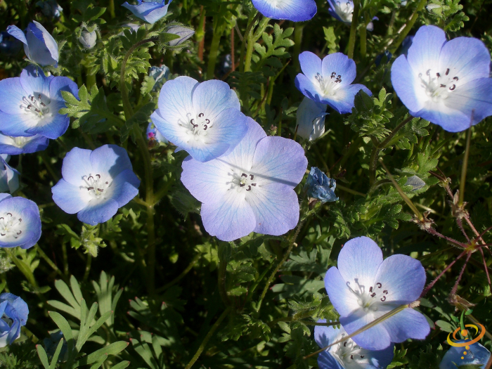 Wildflowers seed mix from SeedsNow featuring baby blue eyes flowers, ideal for low-growing garden scatter planting.