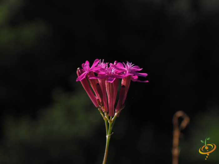 Wildflower mix scatter seeds for annual garden planting, featuring colorful wildflowers like catchfly and other native wildflowers.