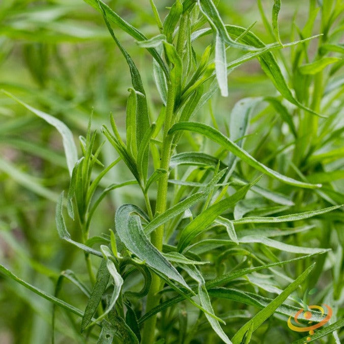 Buy the best Tarragon, Artemisia dracunculus Dragon Wort, herb seeds to buy online in the USA. Used in French dishes, seasoning chicken, fish, and eggs! Open-pollinated, NON-GMO organic seeds & more!