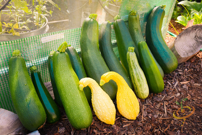 Yellow crookneck summer squash with seeds, fresh and vibrant, from SeedsNow. Close-up of ripe squash on a plant.