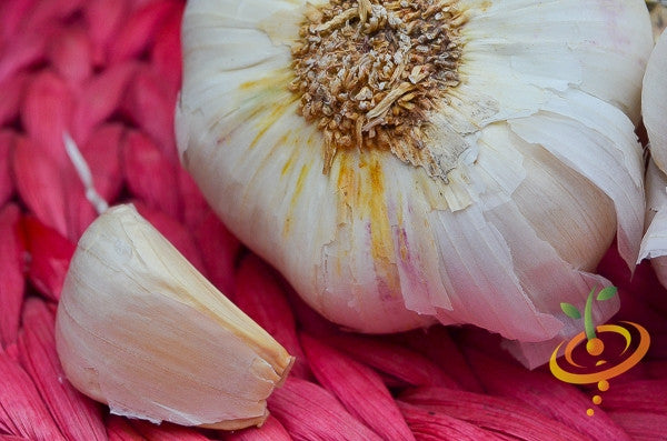 Organic Nootka Rose soft neck garlic bulb from SeedsNow-Garlic, showing fresh, white garlic cloves with papery skin.