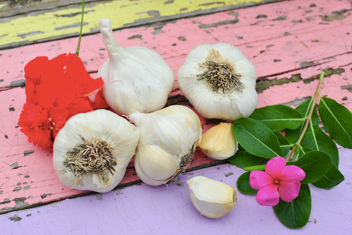 Organic Inchelium Red garlic bulb with soft neck, grown by SeedsNow-Garlic, showing fresh, healthy garlic cloves.