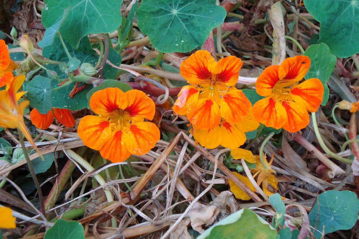 Bright orange and yellow nasturtium Glorious Gleam flower growing in a garden, seed packet from SeedsNow in the background.