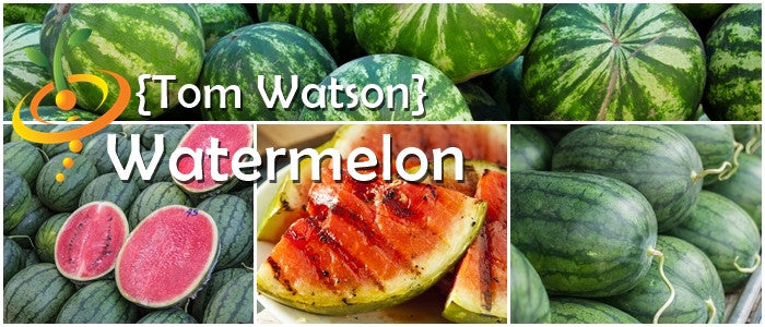 Fresh ripe watermelon from SeedsNow, showcasing vibrant green rind and juicy red interior with black seeds.