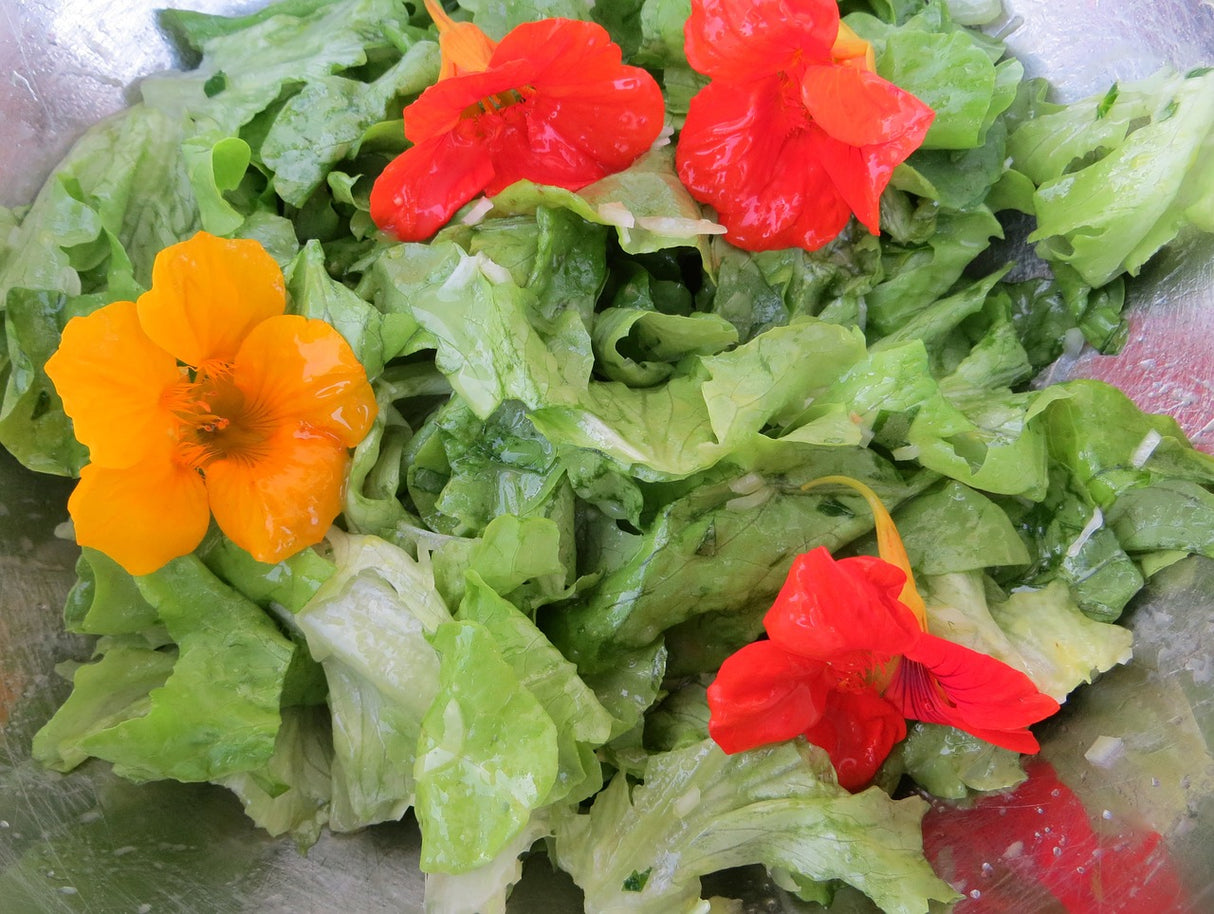 Nasturtium Tall Trailing Mix flower seeds from SeedsNow, showing vibrant, trailing edible flowers perfect for salads and garden displays.