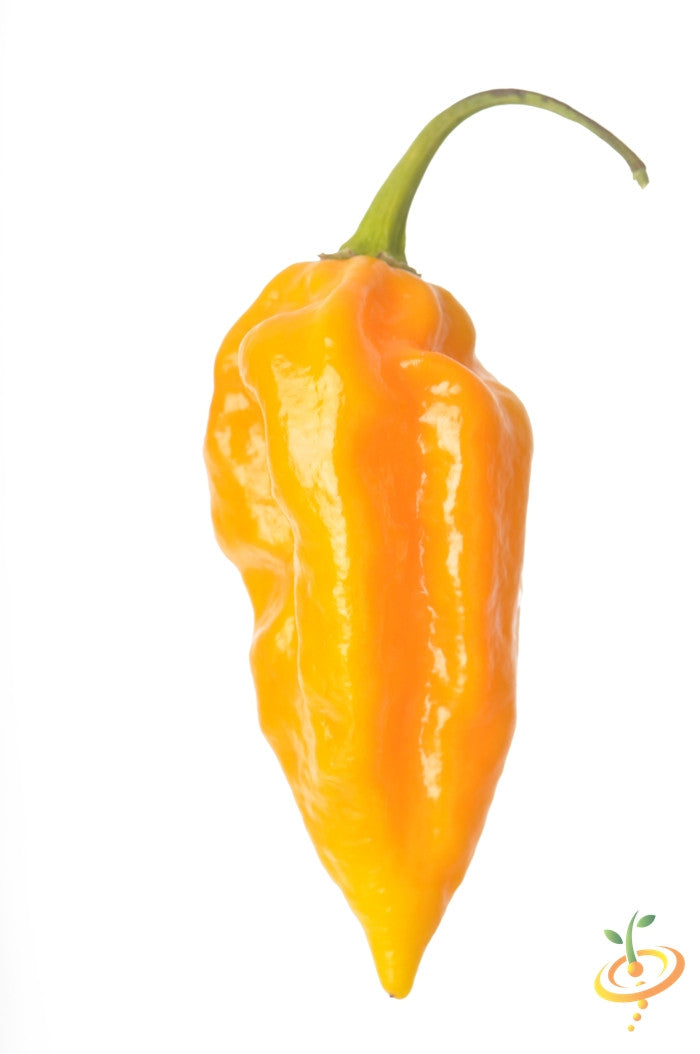 Pepper (Hot) - Devil's Tongue, Yellow π₯π₯π₯π₯π₯ - SeedsNow.com