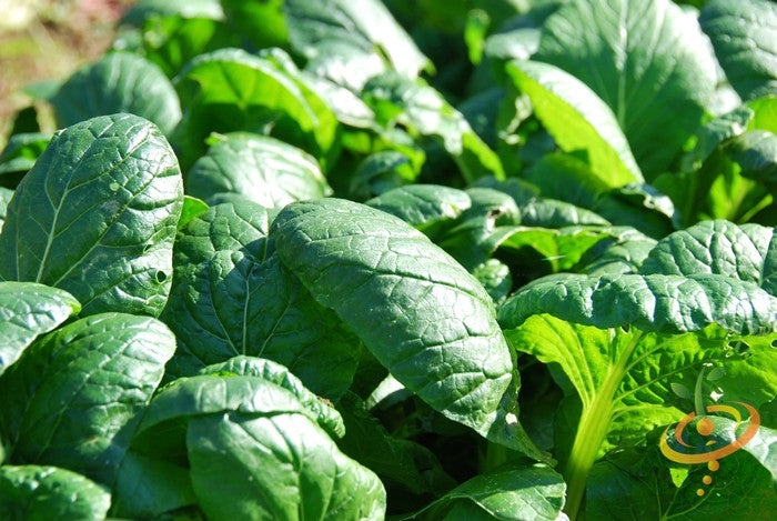 Fresh green spinach leaves from Matador Viking seeds, displayed in a garden setting, grown by SeedsNow.