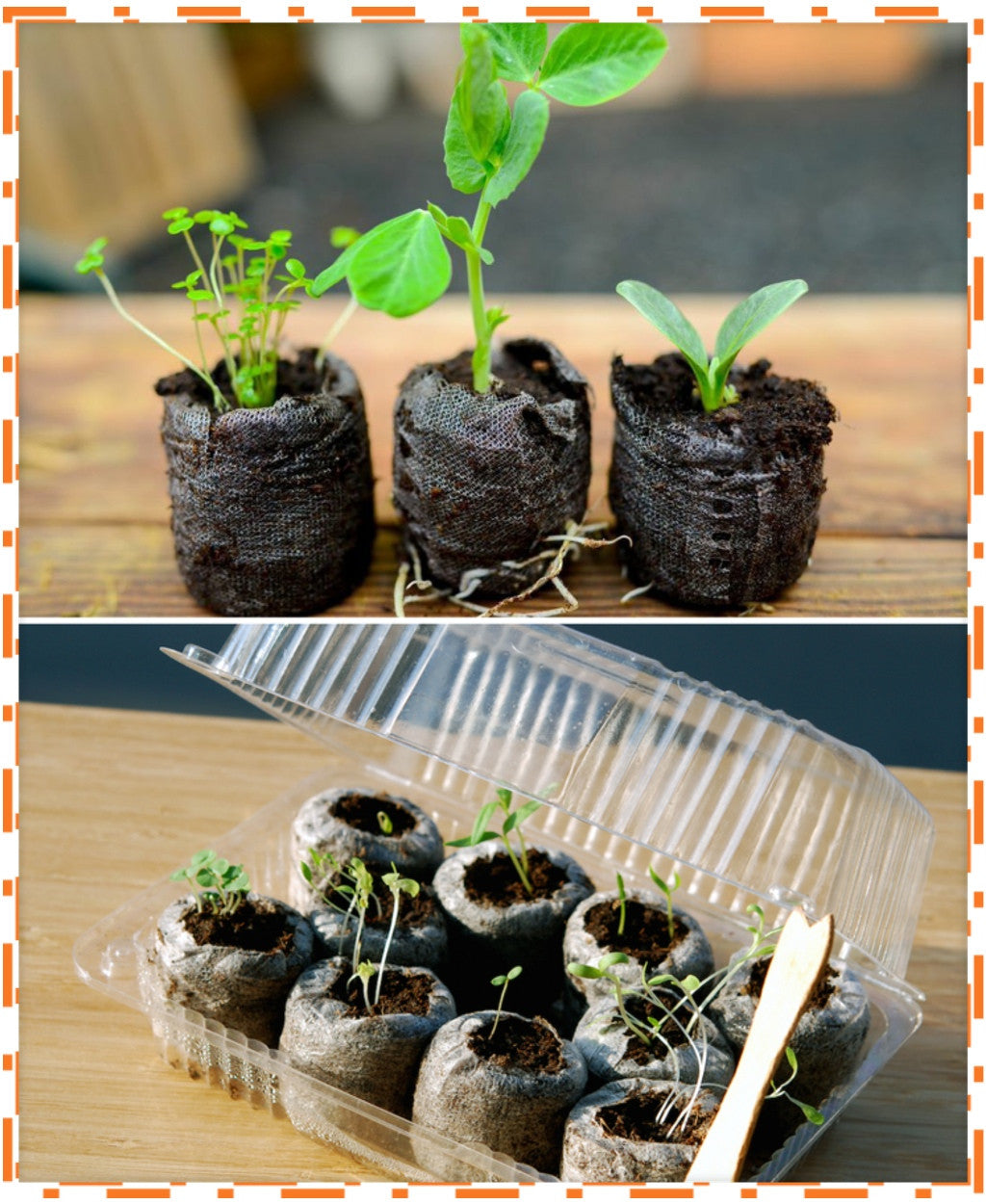Free all-in-one seed starter kit with soil, containers, and seeds for planting indoors or outdoors.