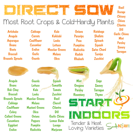 Which Seeds Can I START INDOORS?  Which Seeds can I DIRECT SOW?