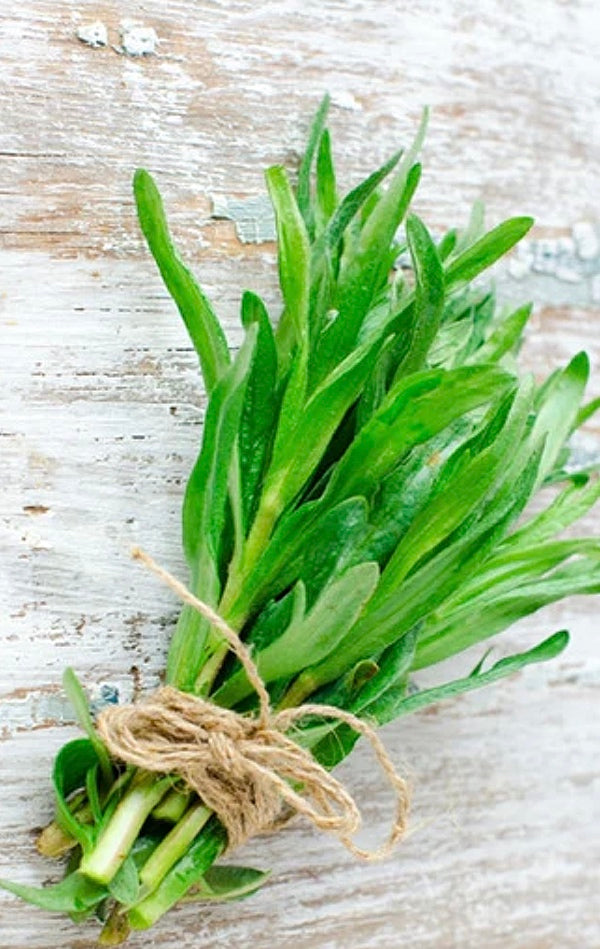 All Tarragon Herb Seeds