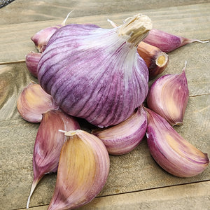Garlic - (Hard Neck) Chesnok Red