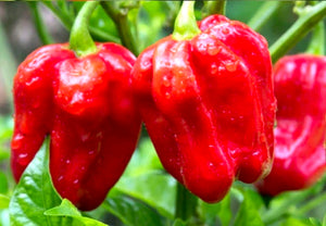 All-in-One Hottest Peppers 🥵🔥🌶️ Variety Pack