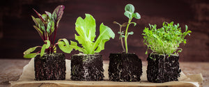 Seed Club - PRO PLAN! (includes free shipping)