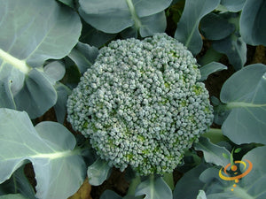 Broccoli - Waltham.