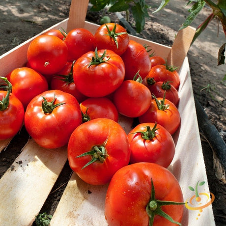 Tomato - Homestead (Determinate) - SeedsNow.com