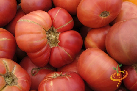 Close-up of ripe Pink Brandywine tomatoes with slightly ribbed shoulders and pinkish-red skin