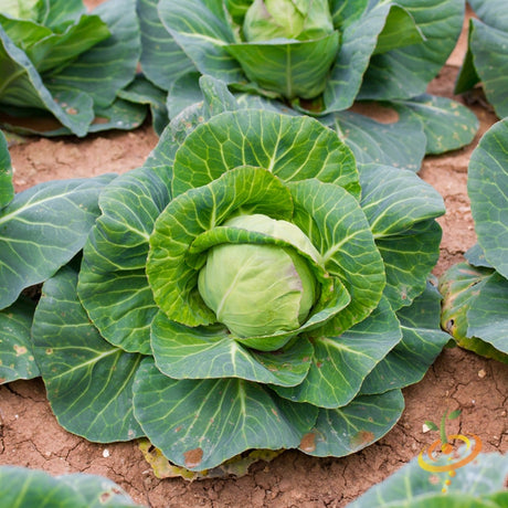 Cabbage - Danish Ballhead.