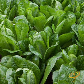 Close-up of dark green Romaine lettuce plants growing in soil
