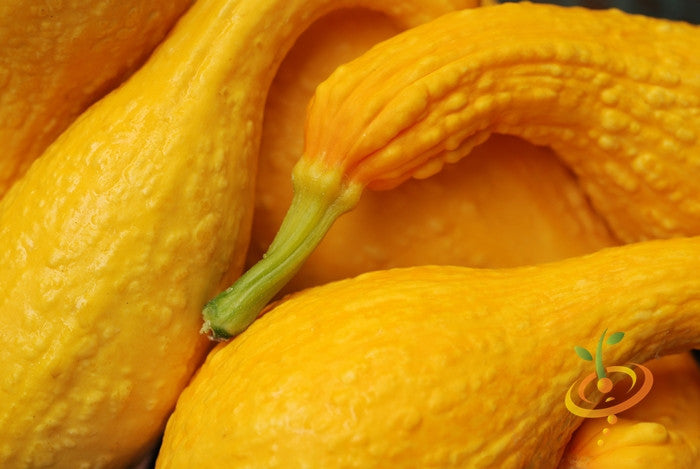 Squash (Summer) - Crookneck, Yellow Early Summer.