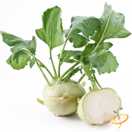 Kohlrabi - Delicatesse, White - SeedsNow.com