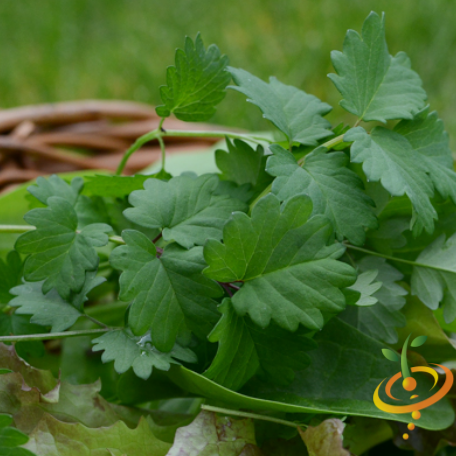 Chervil (French Parsley) - SeedsNow.com