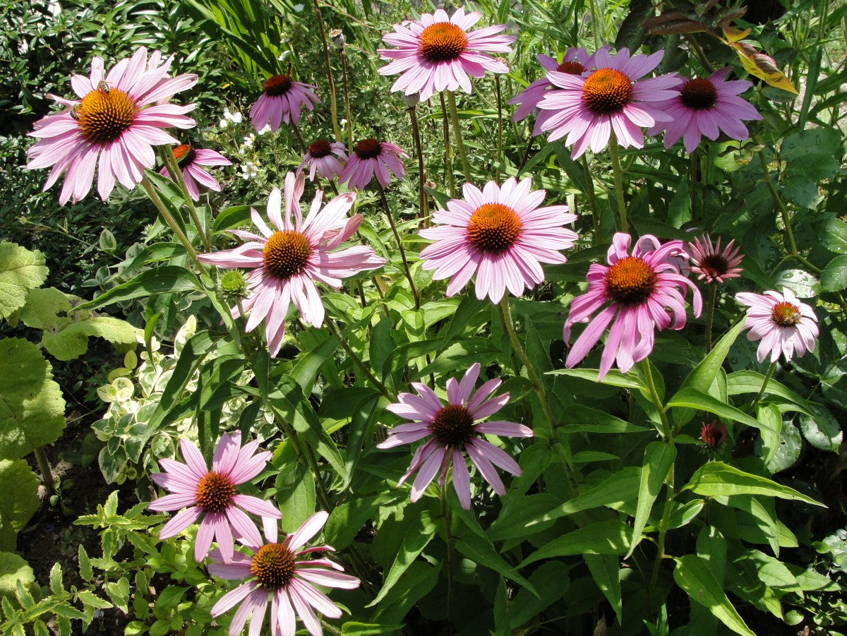 Flowers - Echinacea (Purple Coneflower) - SeedsNow.com