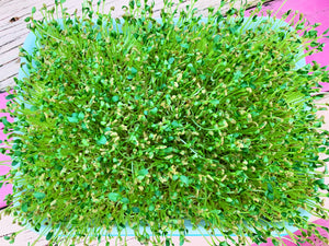 Sprouts/Microgreens - Fenugreek - SeedsNow.com