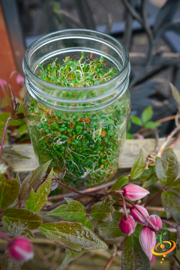 Sprouts/Microgreens - Alfalfa.