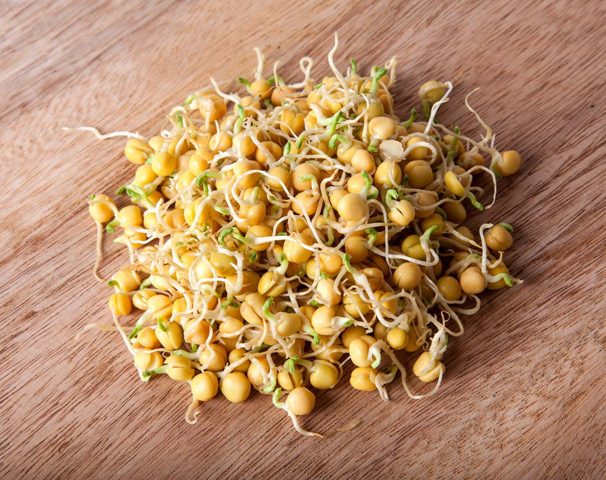 Sprouts/Microgreens - Bean, Garbanzo (Chickpea) - SeedsNow.com