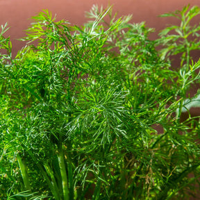 Dukat dill seeds from SeedsNow, small brown seeds used for planting and flavoring in culinary dishes.