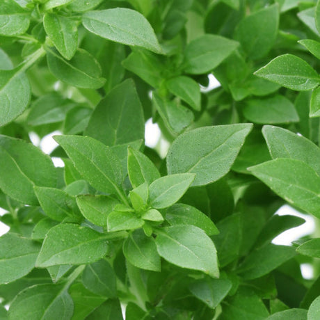 Basil, Greek - SeedsNow.com