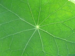 Nasturtium - Peach Melba - SeedsNow.com