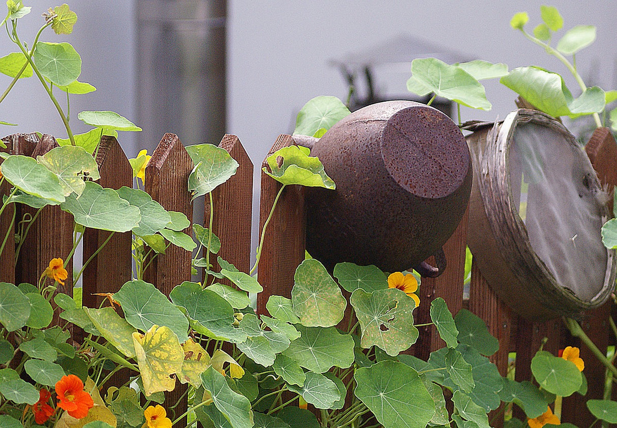 Nasturtium - Tall Trailing Mix - SeedsNow.com