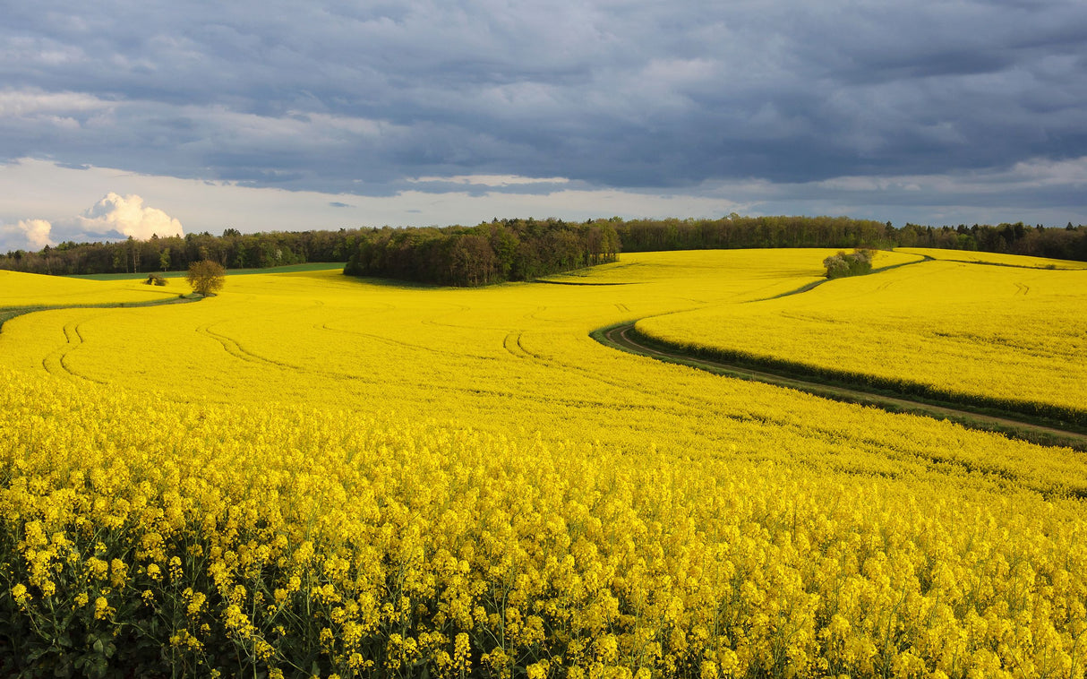 Cover Crop - Rapeseed - SeedsNow.com