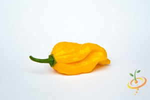 Pepper (Hot) - Devil's Tongue, Yellow 🔥🔥🔥🔥🔥 - SeedsNow.com